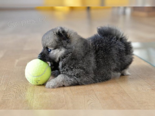   Cistokrevn� Kc Registrov�no Pomeranian - �t��ata