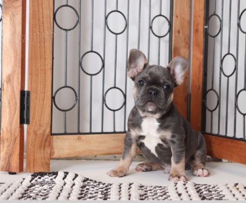 Dech berouc� �t��ata francouzsk�ho buldoka k adopci zdarma.