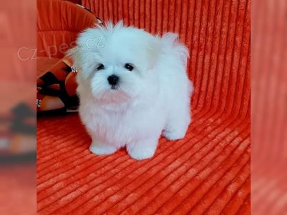 Maltsk� �t��ata k dispozici!