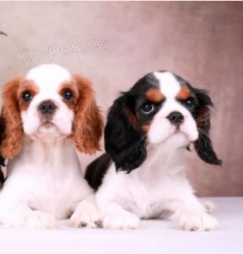 kaval�r kr�l charles �pan�l �t��ata k adopci