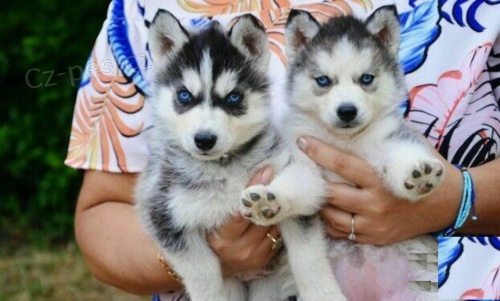 �t��ata sibi�sk�ho husky s modr�ma o�ima