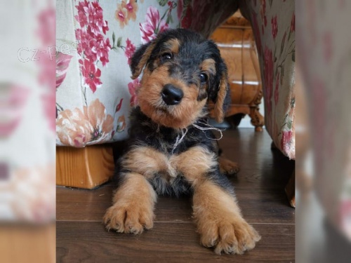 �t���tka Airedale Terrier hledaj� nov� domovy