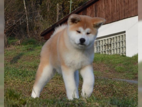 2 �t��ata Akita Inu hledaj� nov� domovy