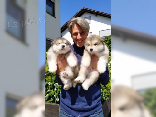 zdrav� �t��ata alja�sk� malamuty