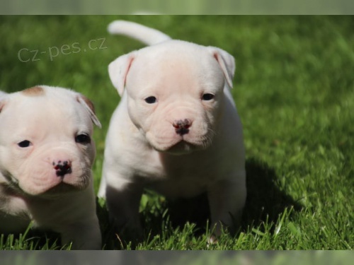 roztomil� �t��ata americk�ho buldoka