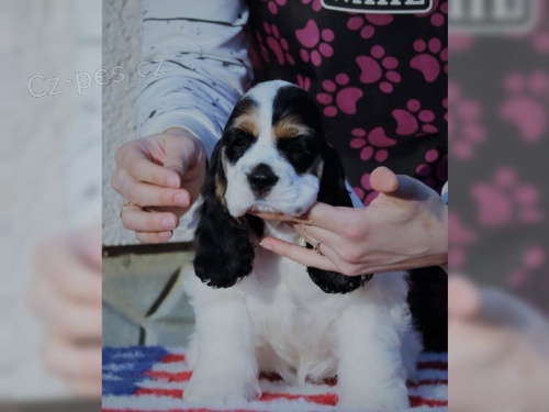 z�skejte americk�ho kokr�pan�la