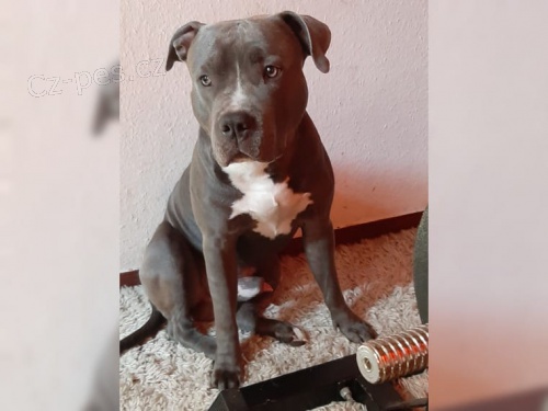 Ameri�t� Pit Bull Terrier bezpe�nostn� psi jsou k dispozici dob�e vy�kolen�