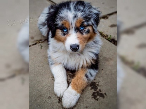 Australsk� ov��k pro nov� rodi�e