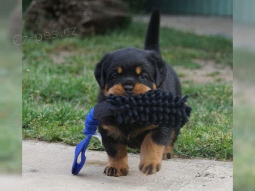 2 dispozici jsou pro v�s �t���tka rotvajlera.