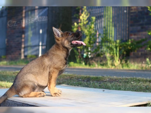  �t��ata Malinois jsou nyn� k dispozici. na v�st�ely a od�ervov�n�...