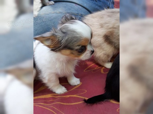 �ivava �t��ata 2�t��ata, 1 fena 1 pes