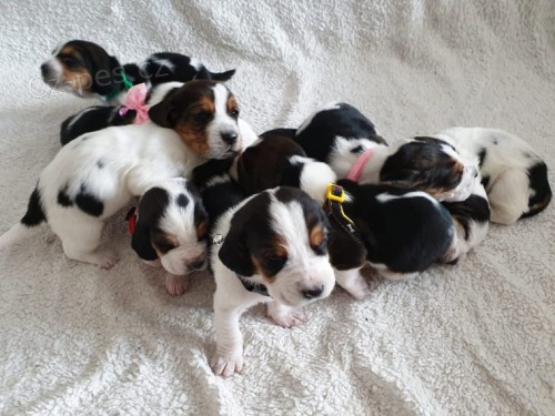 �t���tka Basset Hound hledaj�c� nov� domovy