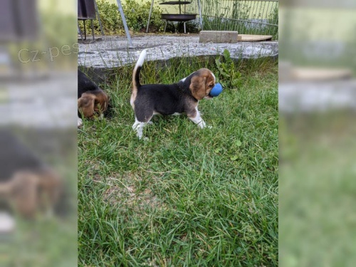 �t��ata  beagla, zoufale pot�ebuj�c� nov� domovy, ne na prodej, ��astn� nov� rok.