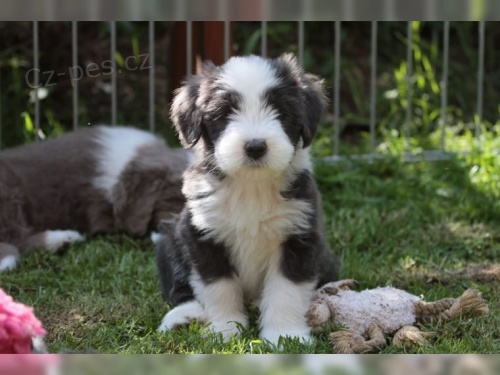  �t��ata Bearded Collie samci a samice