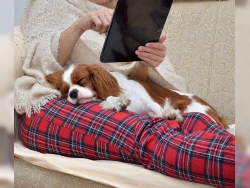 Kaval�r King  �pan�l �t��ata, kte�� hledaj� nav�dy domovy.