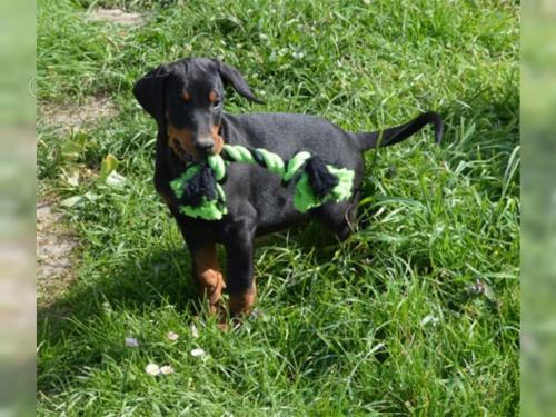 2�t��ata Dobermann jsou nyn� k dispozici