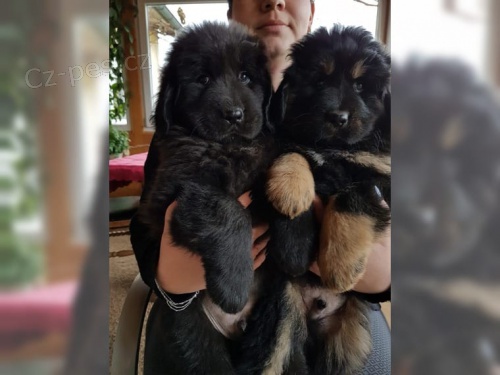 �t��ata Do Khyi zoufale tou�� po nov�ch rodi��ch