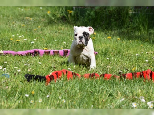  anglick� buldok �t��ata k dispozici