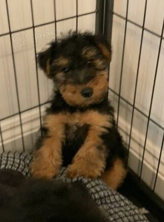 Kr�sn� �t���tka vel�sk�ho teri�ra k adopci