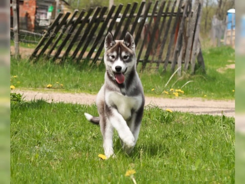 Mil� Fancy a sourozenci hledaj� aktivn� domov