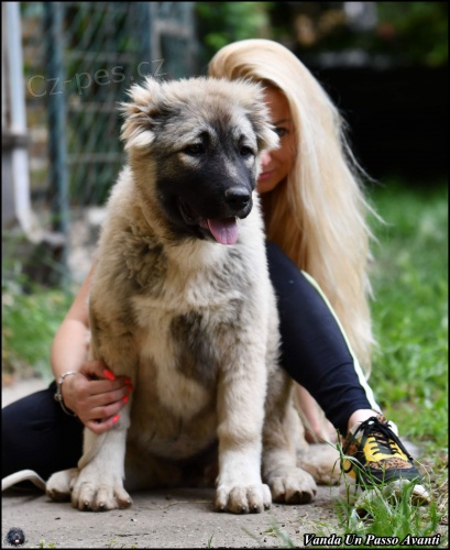 Kavkazsk�ho ov��ka