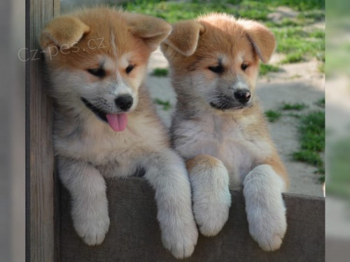 �t��ata akita inu  jsou v�m k dispozici.