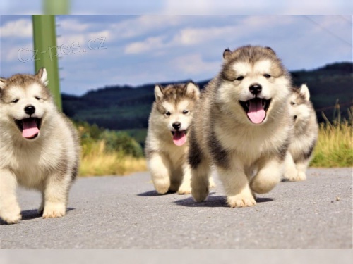 Alja�sk�  Malamute jsou k dispozici co nejd��ve