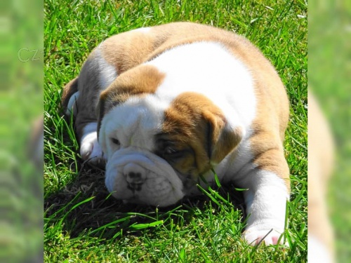 americk� buldok �t��ata k adopci