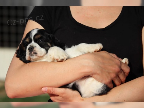 Americk� kokr�pan�l pro v�s te�