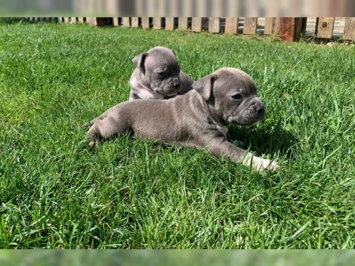 Americk� pitbulteri�r pro nov� domy