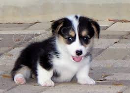 Welsh Pembroke corgi tri barevn� t. Byli vychov�ni v na�em dom� spolu se svou matkou a t�tou.