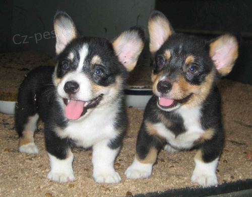 Cardigan Welsh Corgi pro nov� domy