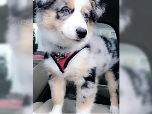 2 Australsk� ov��k pro nov� rodi�e