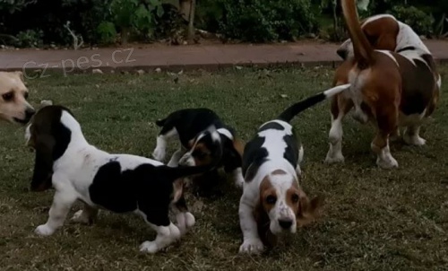  �t���tka Basset Hound hledaj�c� nov� domovy