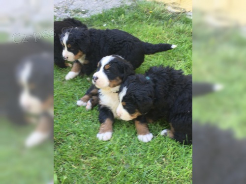 bernsk� sala�nick� pes