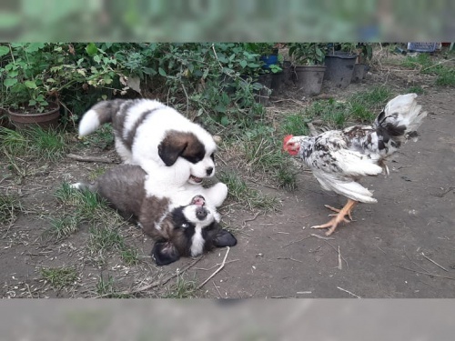 �t��ata svat�ho bernarda dostupn�