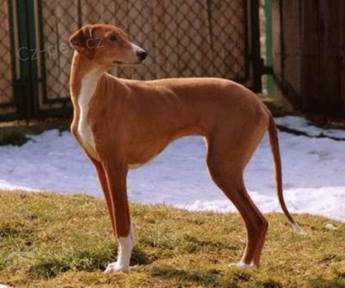 azawakh �t��ata k adopci