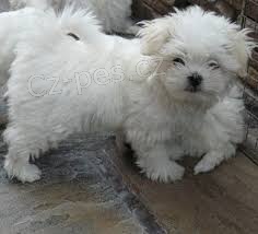 maltsk� �t��ata