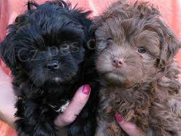 bolonka 13 t�dn� chlapec a d�vka