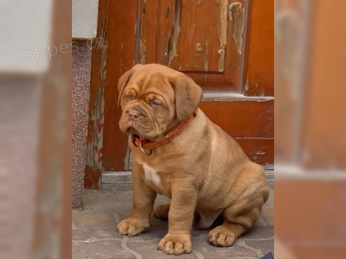 Bordeaux Dogge dispozici jsou �t��ata 