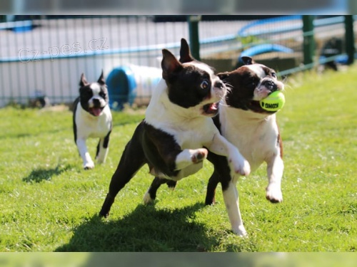 2 �t��ata miniaturn�c boston teri�r�