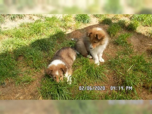 dispozici jsou �t��ata shetlandsk�ch ov��k� (Sheltie)