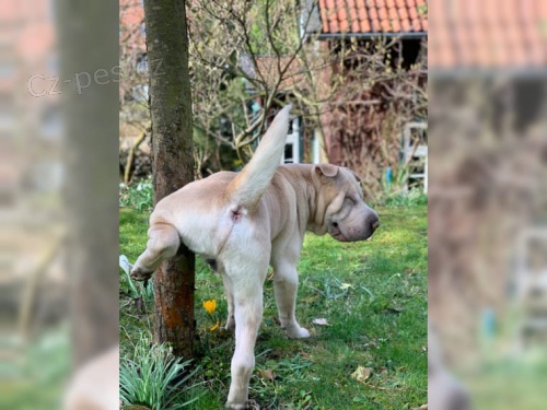  sharpei V�echna �t��ata p�ich�zej� s pap�ry pro dom�c� mazl��ky, z�znamy veterin��e a z�rukou 1yr genetick�ho zdrav�.