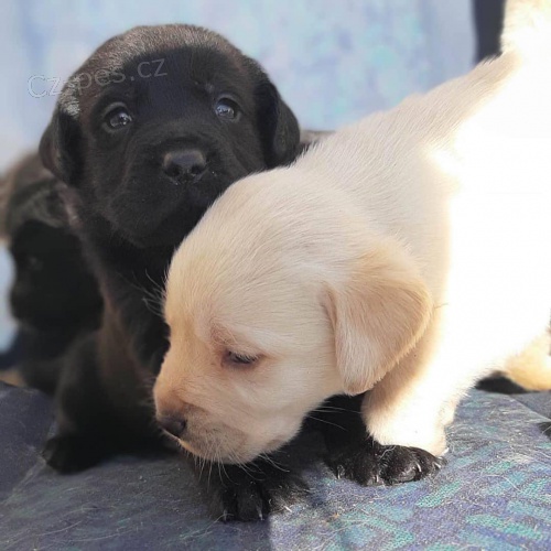 k dispozici �t��ata labradora.