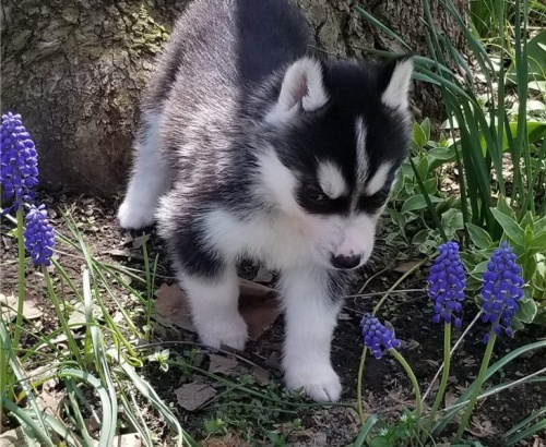 k dispozici sibi�sk� husky.
