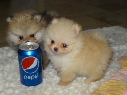 Pomeranian �t��ata (miniaturn�)