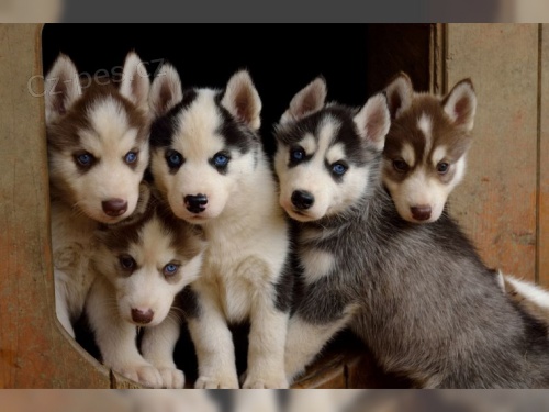 Sibi�sk� husky - �t��ata s PP