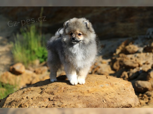 Pomo�ansk� �piciov� d�vka