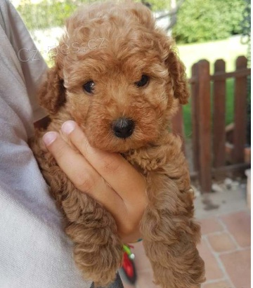 Roztomil� �t���tka pudla pro dobr� domovy