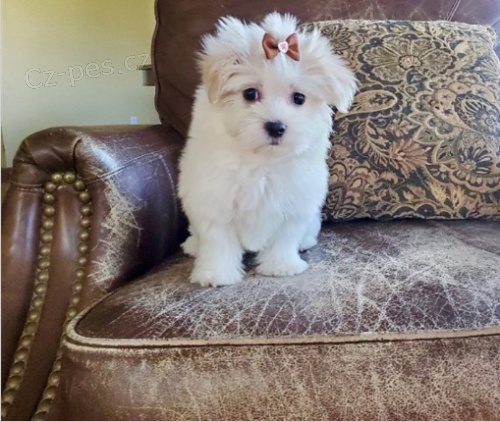 kr�sn� maltsk� �t���tka k adopci